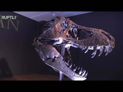 شاهد مزاد لبيع أكبر الهياكل العظمية المعروفة لـديناصور تي ريكس