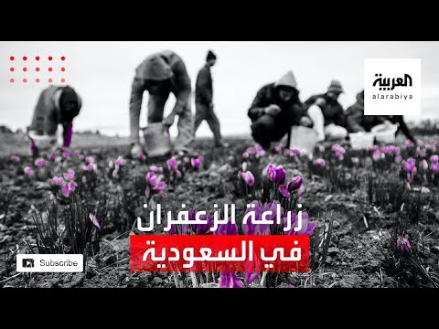 شاهد مزارع في جنوب السعودية يزرع الزعفران للمرة الأولى
