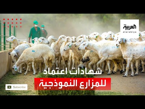 شاهد وزير البيئة والزراعة يسلم شهادات اعتماد سعودي قاب للمزارع النموذجية